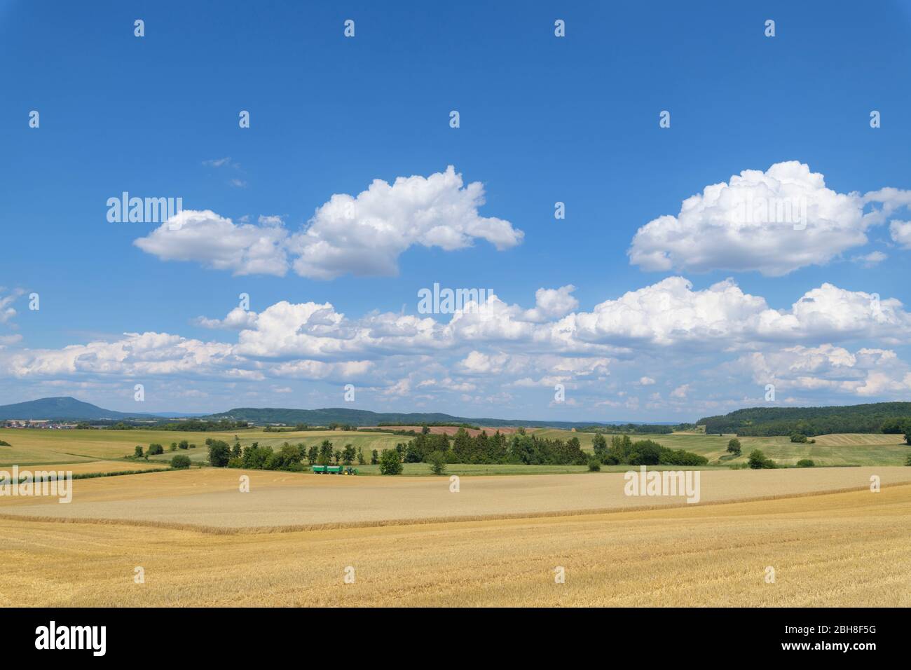 Paesaggio con campi di mais durante la vendemmia estiva, Sternberg, Grabfeld, Baviera, Germania Foto Stock