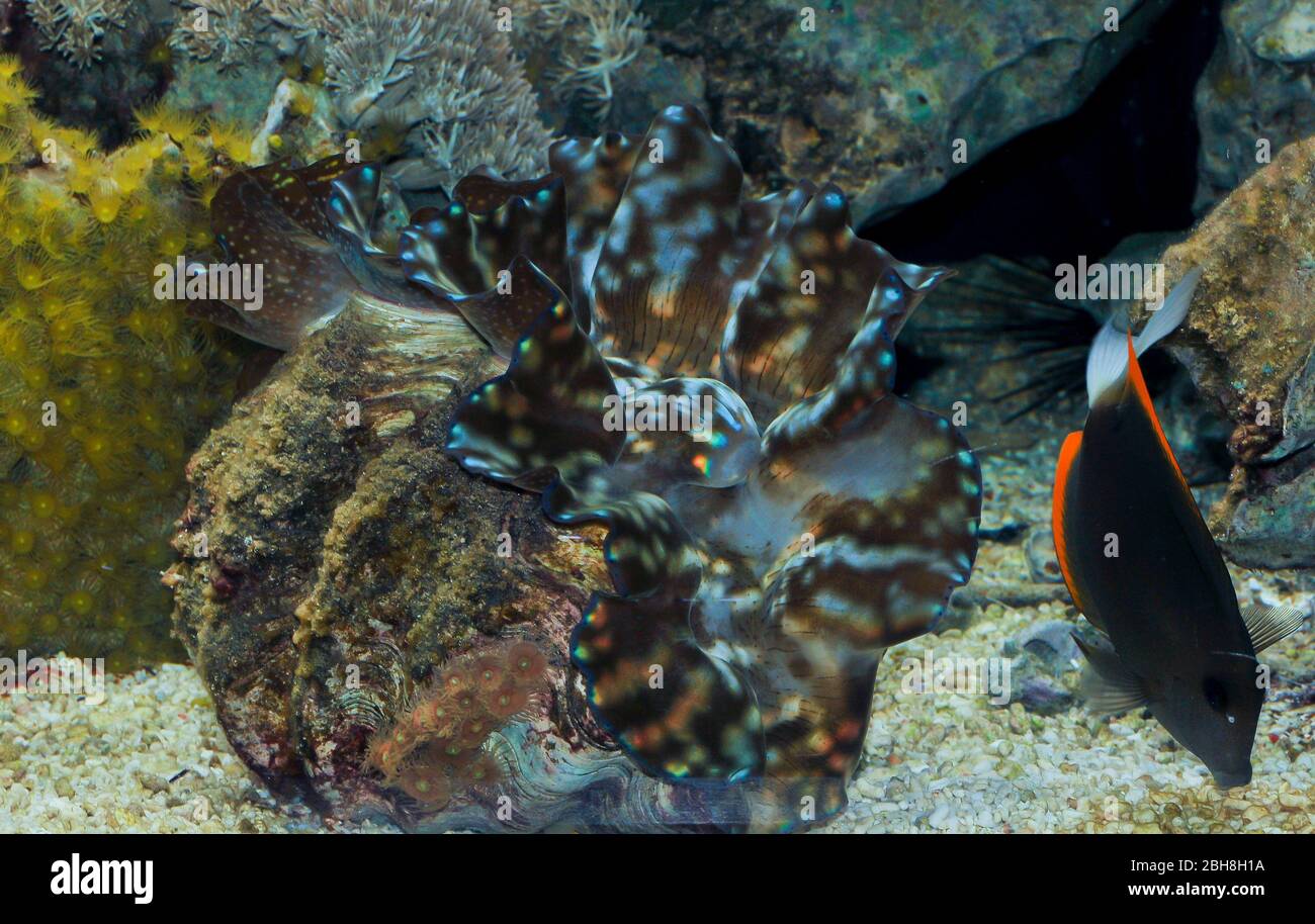 Clam gigante, Tridacna gigas, aperto, acquario, Haunt Oceano Pacifico Foto Stock