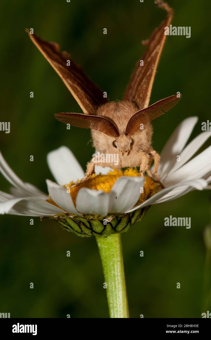 Fox Moth, Macrothylacia rubi, seduta su osseye daisy, Baviera, Germania Foto Stock