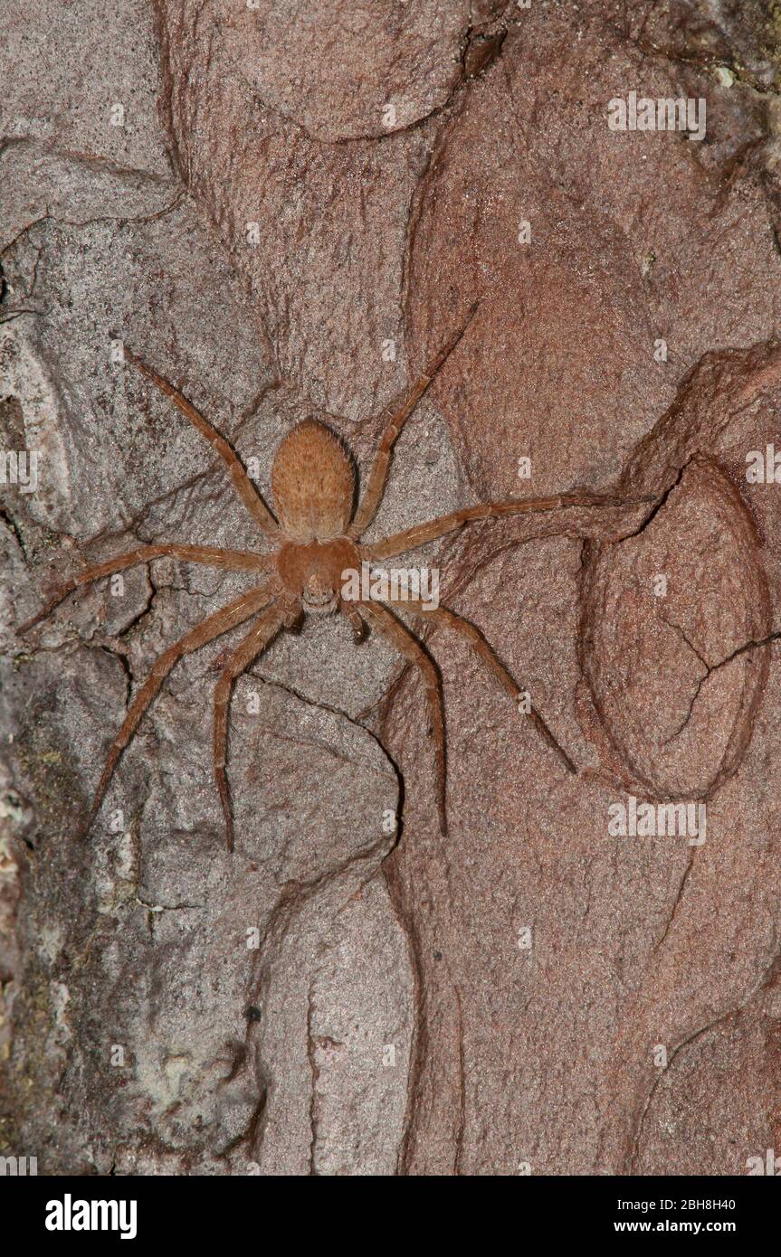 Ragno di granchio in esecuzione, Philodromus fuscomarginatus, seduta su corteccia di pino, capovolto, Baviera, Germania Foto Stock