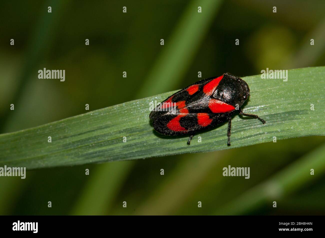 Froghopper, Cercopoidea, su lama d'erba, Baviera, Germania Foto Stock