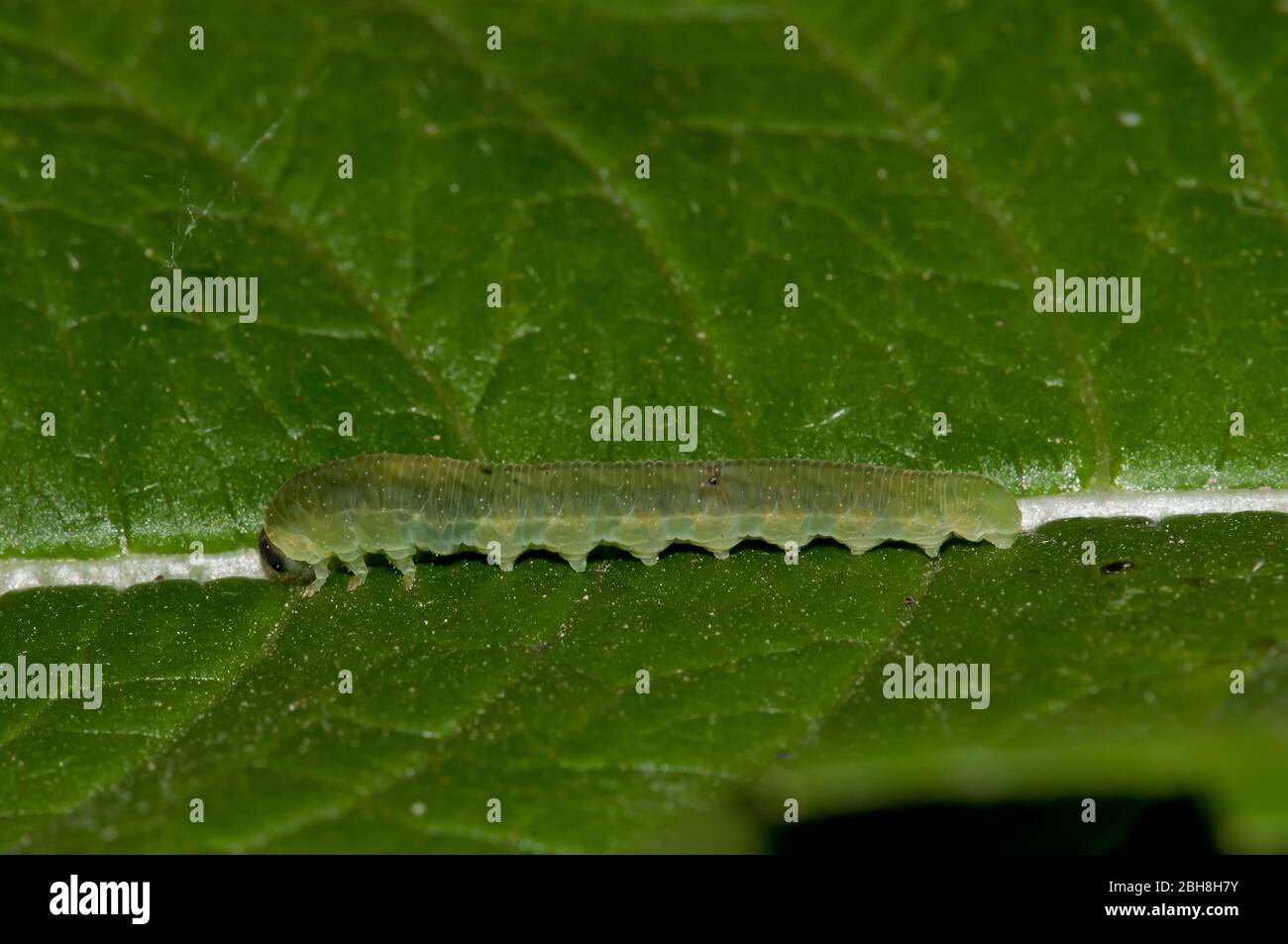 bruco camuffato verde su una foglia verde, Baviera, Germania Foto Stock