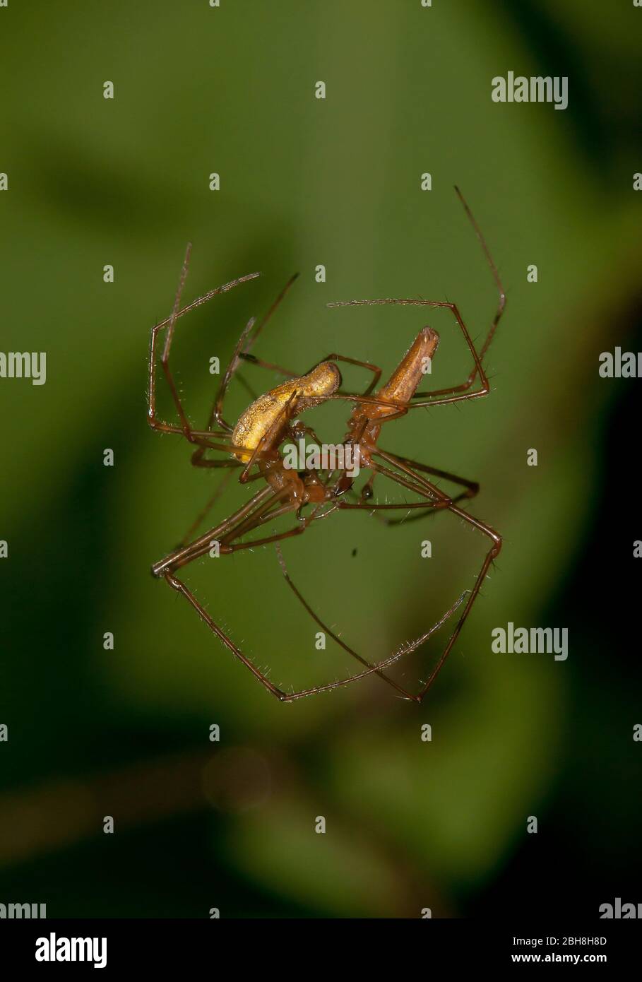 Ragno comune, Tetragnatha extensa, appeso da un filo mentre si accoppia, Baviera, Germania Foto Stock