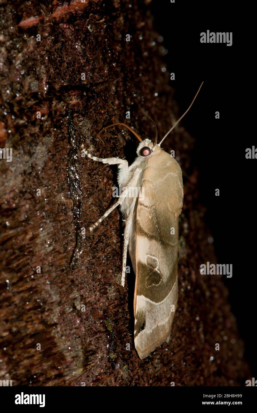 Sottobosco giallo bordato, Noctua fimbriata, seduta su corteccia di albero, succhiando a esca, Baviera, Germania Foto Stock