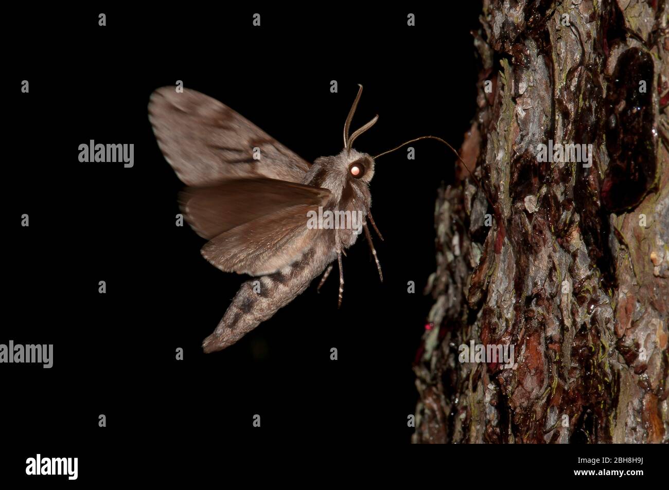 Falco-falco di pino, Sphinx pinastri, seduto su un tronco, succhiando all'esca, Baviera, Germania Foto Stock