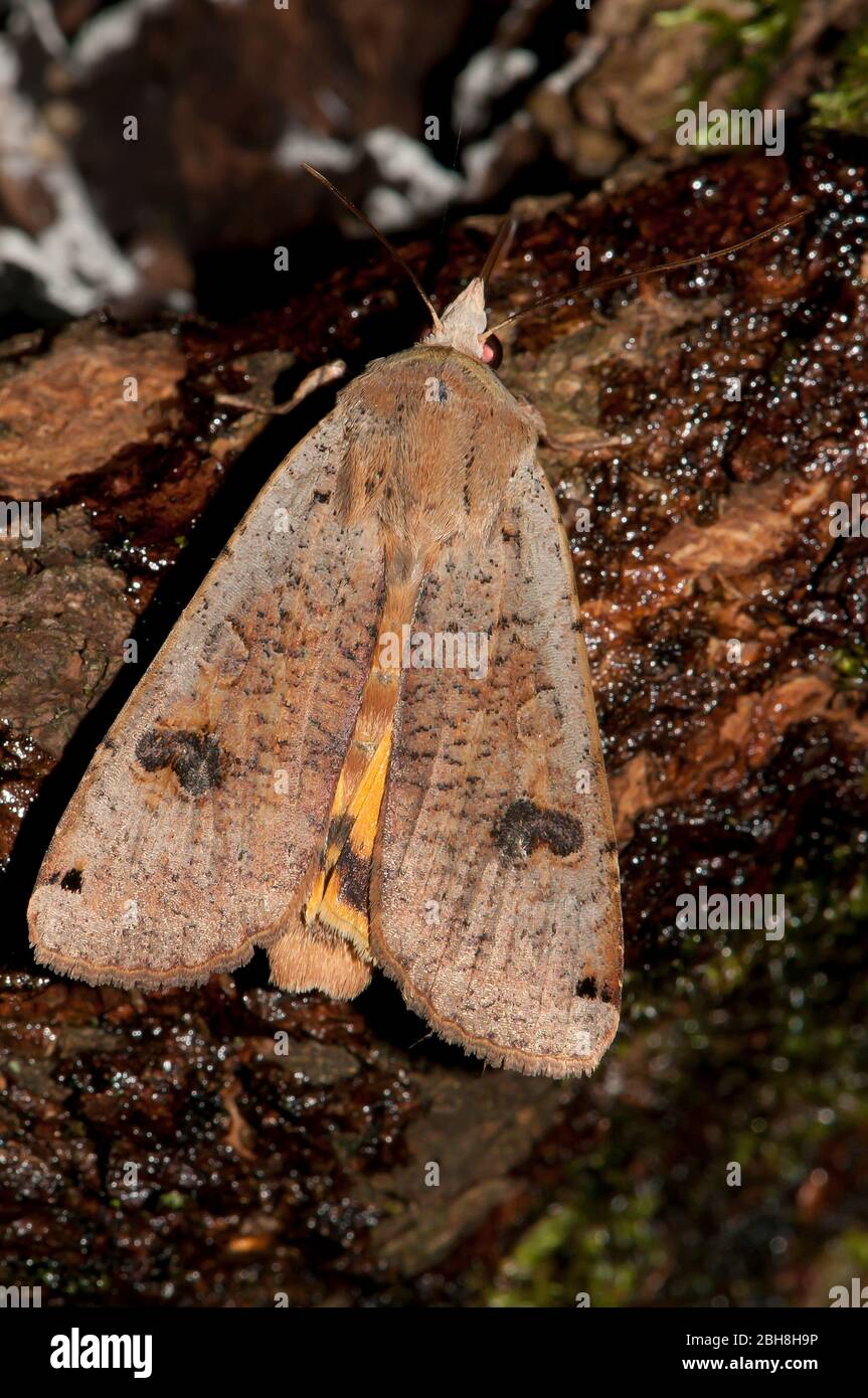 Grande ala gialla, Noctua pronuba, seduta su corteccia di betulla, esca succhiante, Baviera, Germania Foto Stock