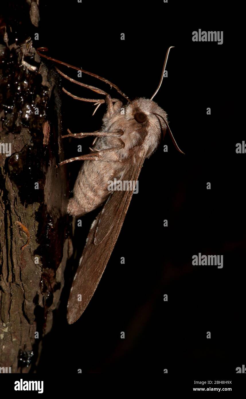 Falco-falco di pino, Sphinx pinastri, seduto su un tronco, succhiando all'esca, Baviera, Germania Foto Stock