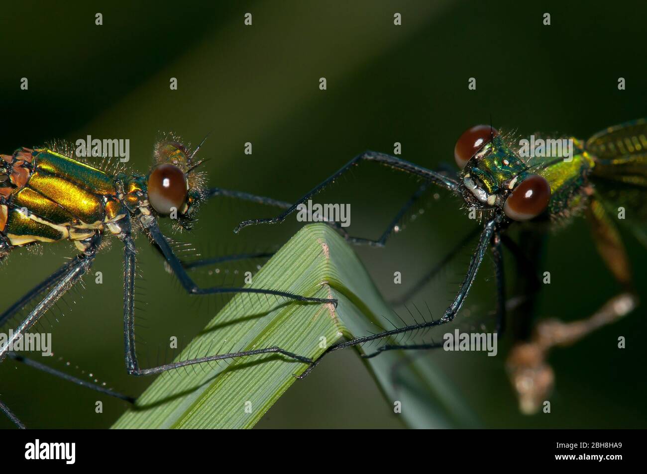 Demoiselle a bande, Calopteryx splendens, due femmine, seduta su foglia, ritratto, Baviera, Germania Foto Stock