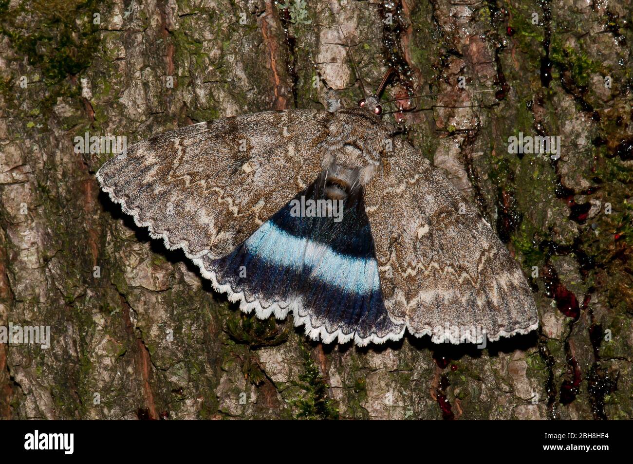 Sottoscocca blu, Catocala fraxini, seduta su corteccia di albero, esca succhiante, Baviera, Germania Foto Stock