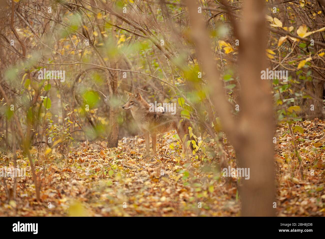 Coyote nel parco cittadino di Chicago. In distanza camuffata da alberi e fogliame. Foto Stock