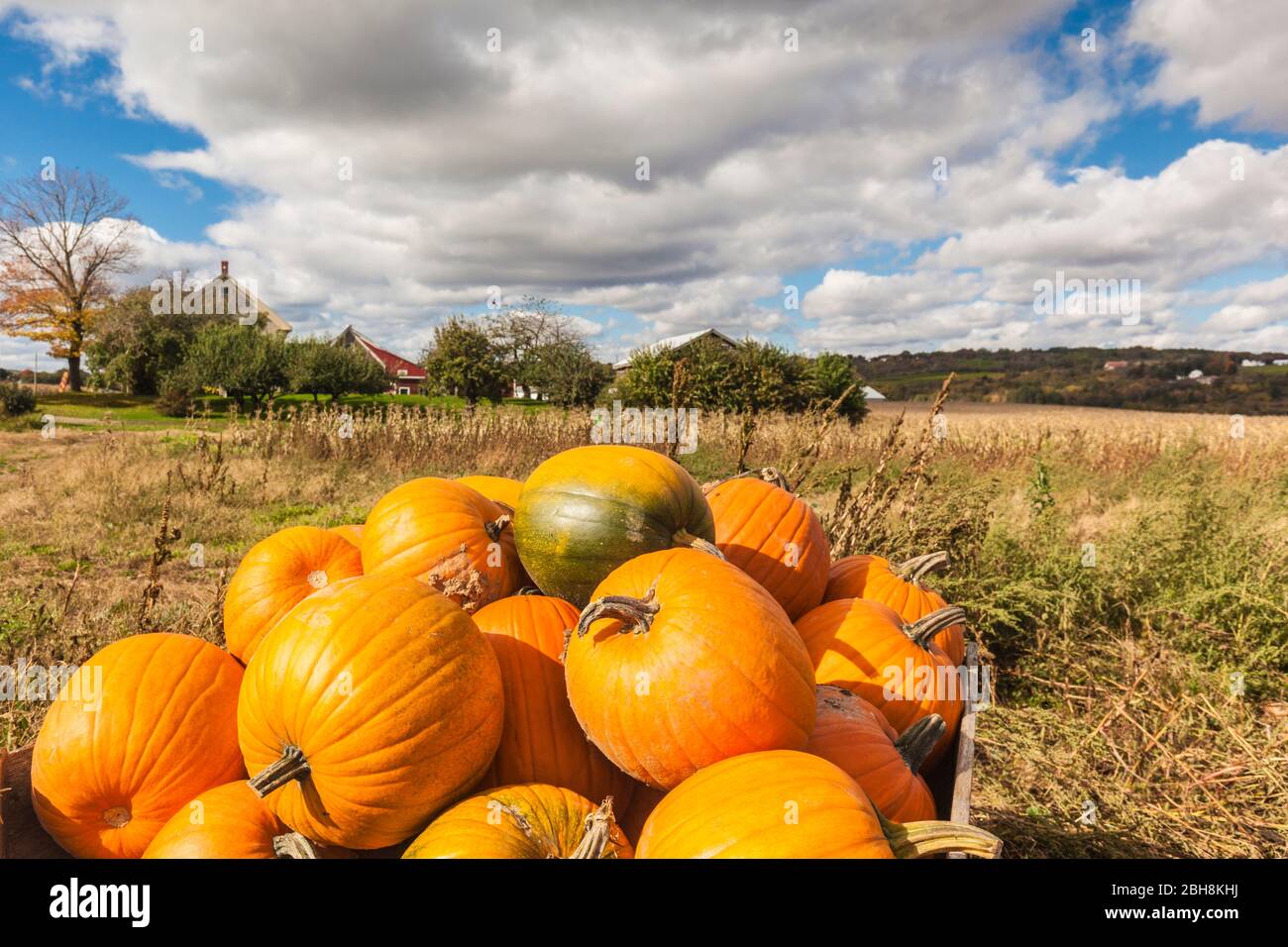 Canada, Nova Scotia, Annapolis Valley, Wolfville, zucca farm, autunno Foto Stock