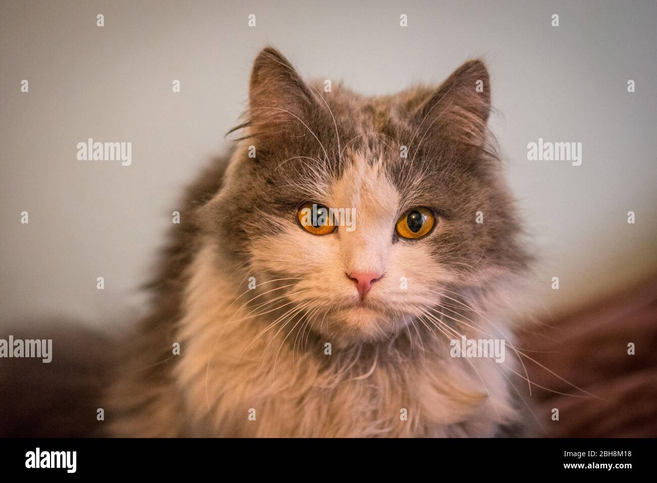 Bel gatto bianco e grigio che giace. Il concetto di animali domestici a casa. Gatto interessato riposarsi a casa. Gatto longhair grigio soffice. Gatto stupore a casa Foto Stock