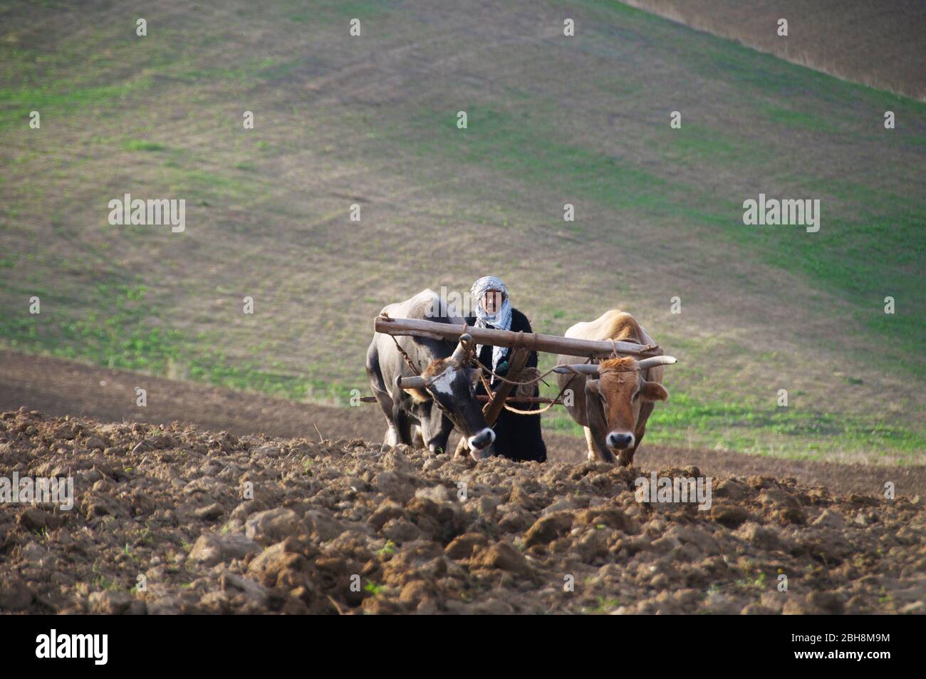 Agricoltura tradizionale. Coltivatore aratura campi in Tunisia con due bue che traina un aratro di legno. Foto Stock