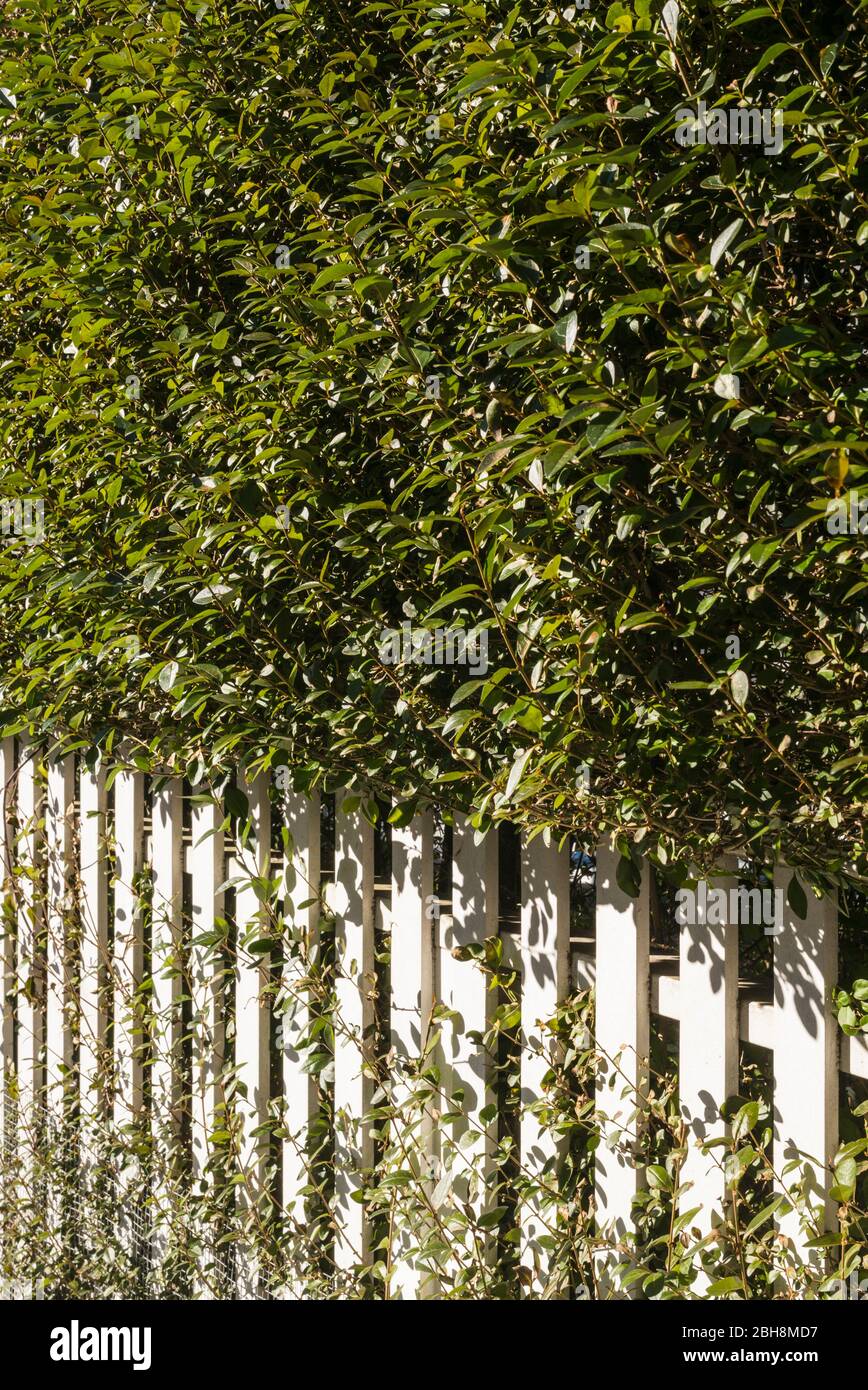 Stati Uniti d'America, New England, Massachusetts, Nantucket Island, Nantucket Town, recinzione e arbusti Foto Stock