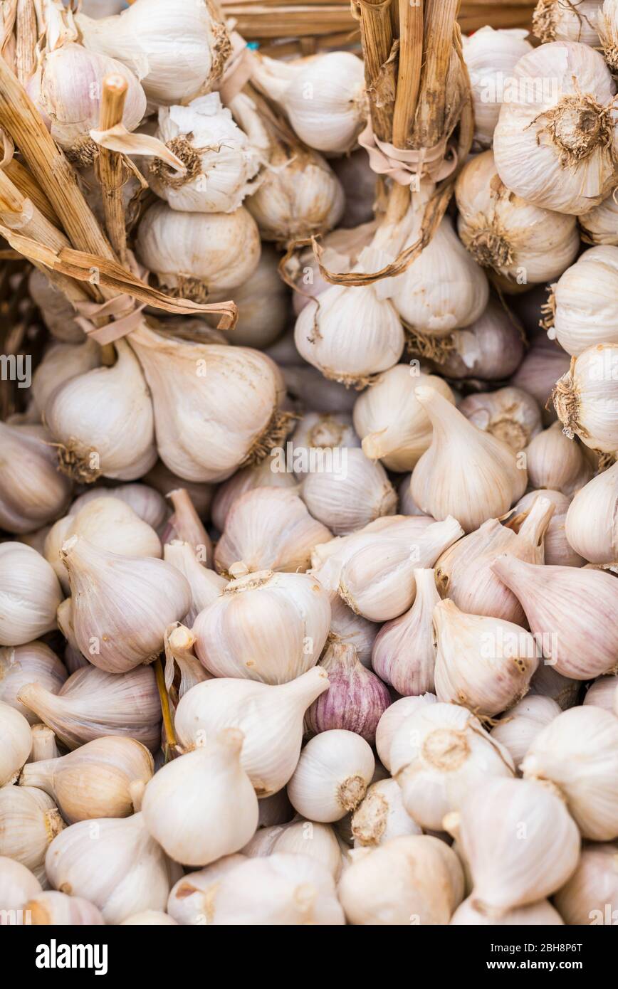 Canada, New Brunswick, Kennebecasis River Valley, Kingston, Kingston Farmers Market, autunno, aglio Foto Stock