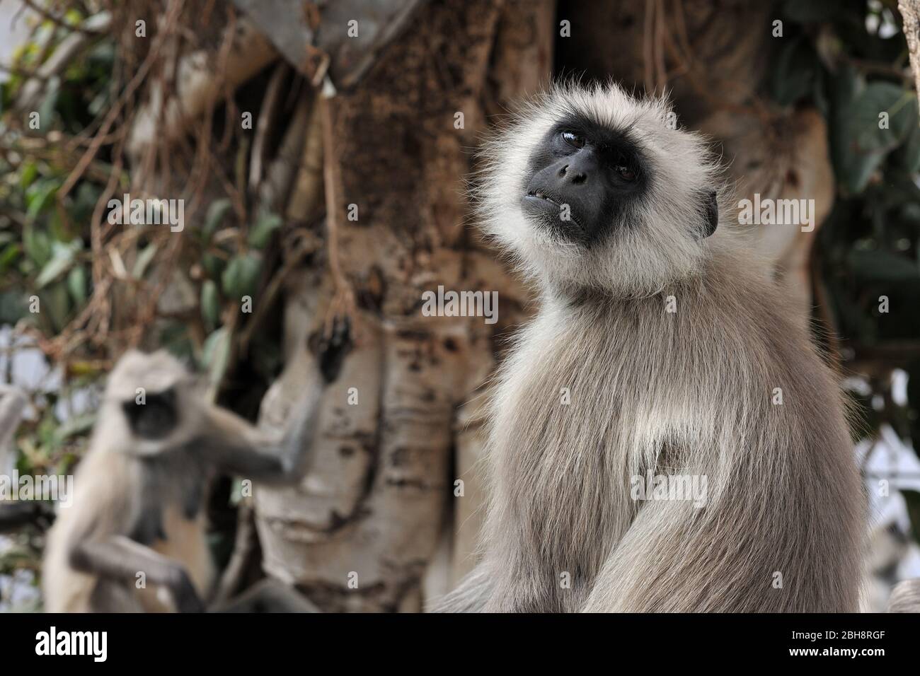 Gray langur, scimmia hanuman a Pushkar, India, Rajasthan, Asia Foto Stock