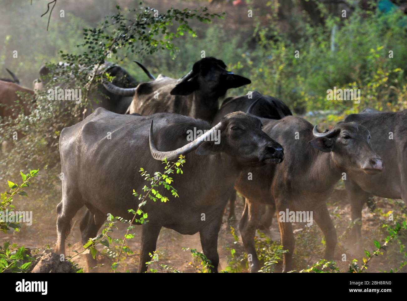 Covid 19, coronavirus, la vita passa in campagna, senza blocchi per i bufali d'acqua nel subcontinente indiano Foto Stock