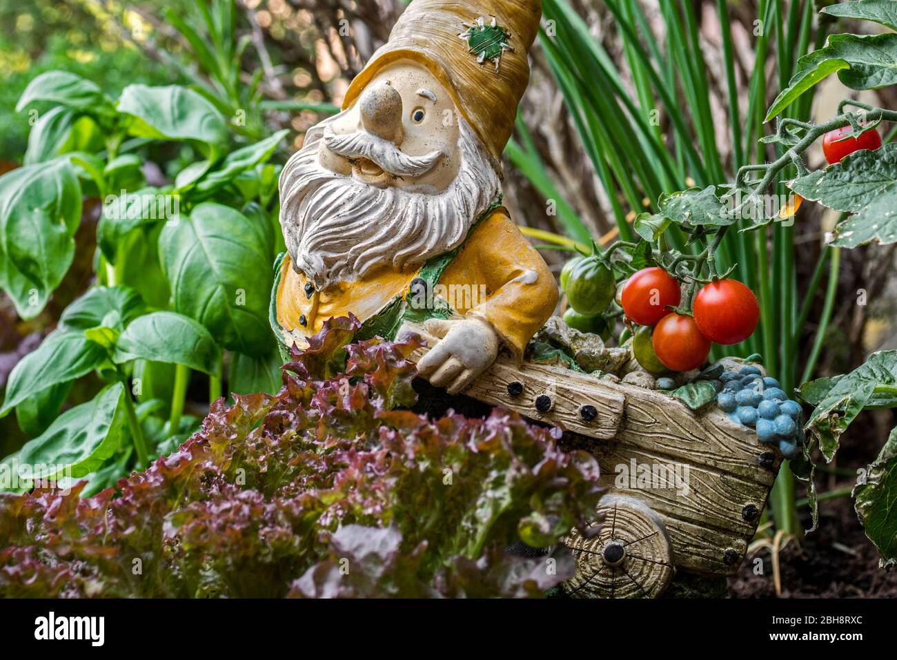 Giardino ornamento gnomo figurina con carriola tra diverse specie di lattuga, erbe, pomodori e verdure in scatola di legno di giardino quadrato piede Foto Stock