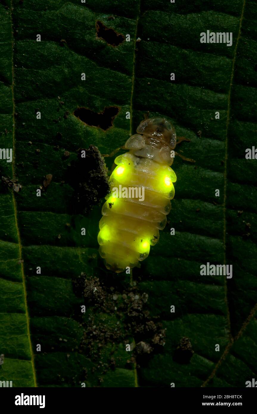 Firefly, Lampiridae, con organi luminosi, Baviera, Germania Foto Stock