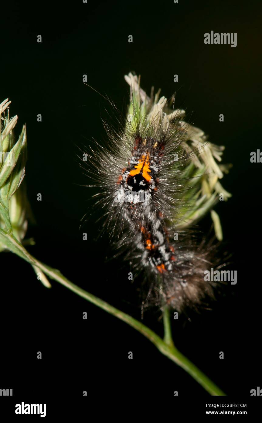 Swan Moth, caterpillar, Swfrageidus similis, seduta a foglia, Baviera, Germania Foto Stock