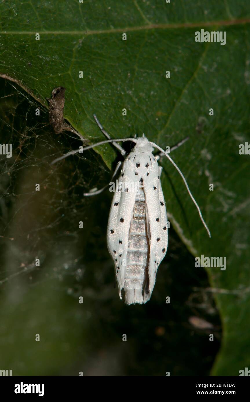 Ermine di Bird-Cherry, Ypomonomeuta evonynella, Moth seduta sulla foglia, Baviera, Germania Foto Stock