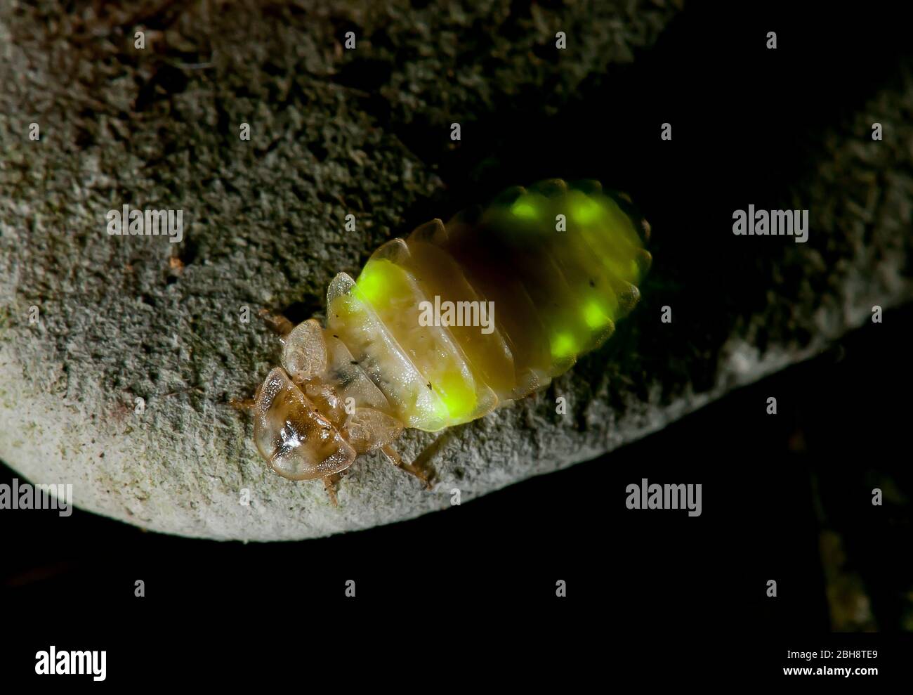 Firefly, Lampiridae, con organi luminosi, Baviera, Germania Foto Stock