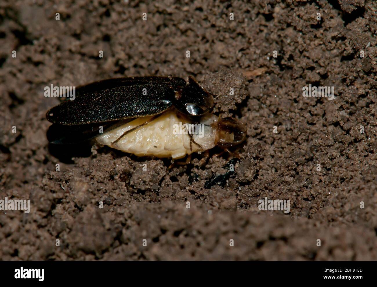 Firefly, Lampiridae, maschi e femmine, coniugati, su terreno umido, Baviera, Germania Foto Stock