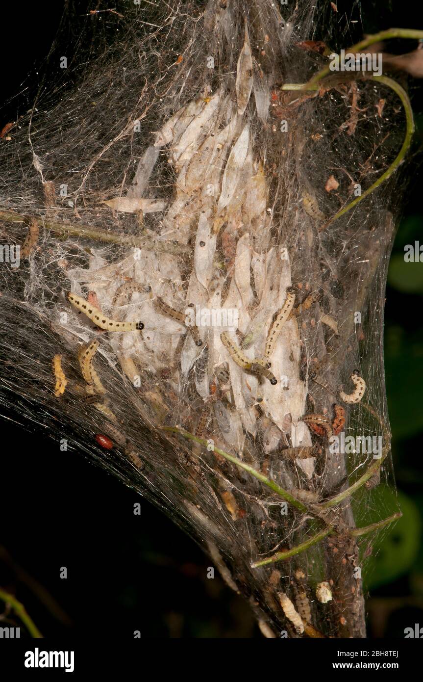 La falena dell'ermiro delle ciliegie degli uccelli, Yponomeuta evonynella, i cocoons e i caterpilars, nei suoi propri cobwebs, Baviera, Germania Foto Stock