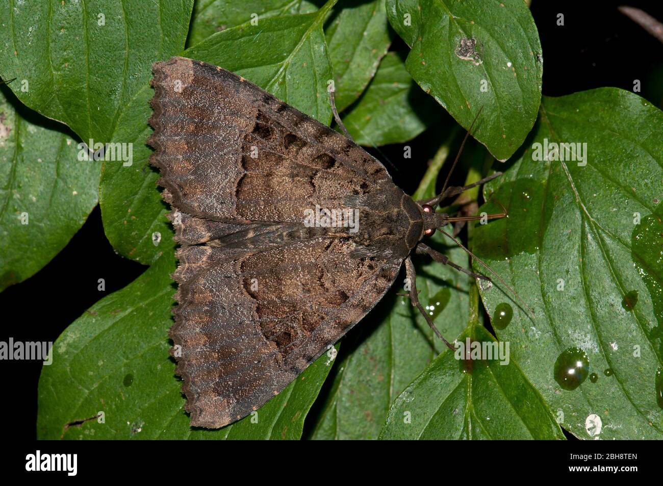 Nero sotto, Mormo maura, Mania maura, femmina, seduta su foglie, Baviera, Germania Foto Stock