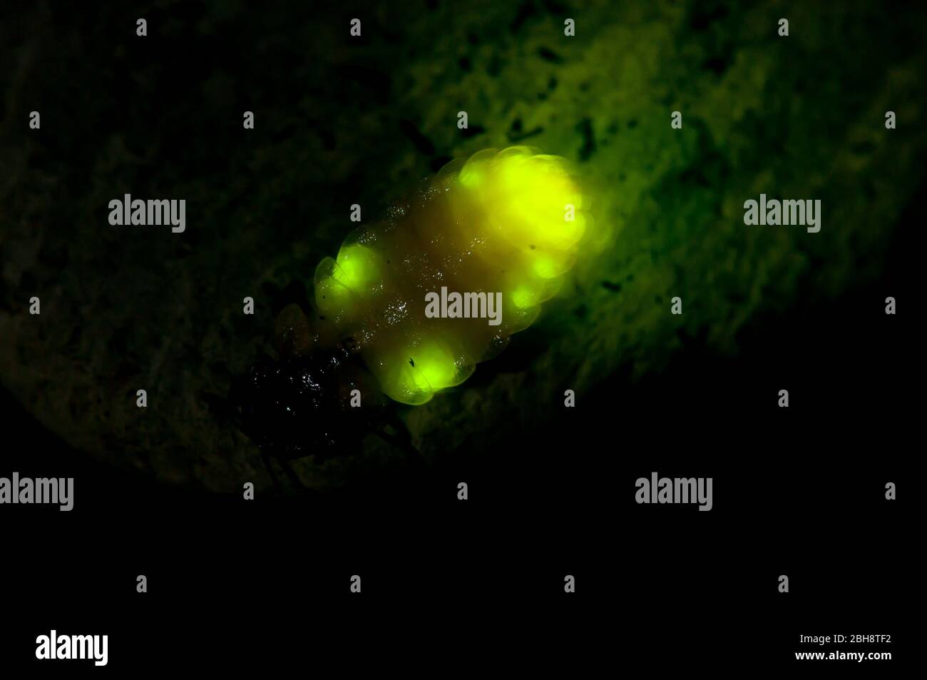 Firefly, Lampiridae, con organi luminosi, Baviera, Germania Foto Stock