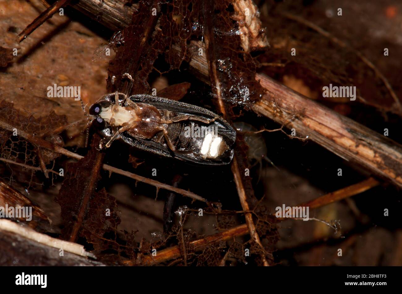 Firefly, Lampiridae, maschio dal basso, con organi luminosi Foto Stock