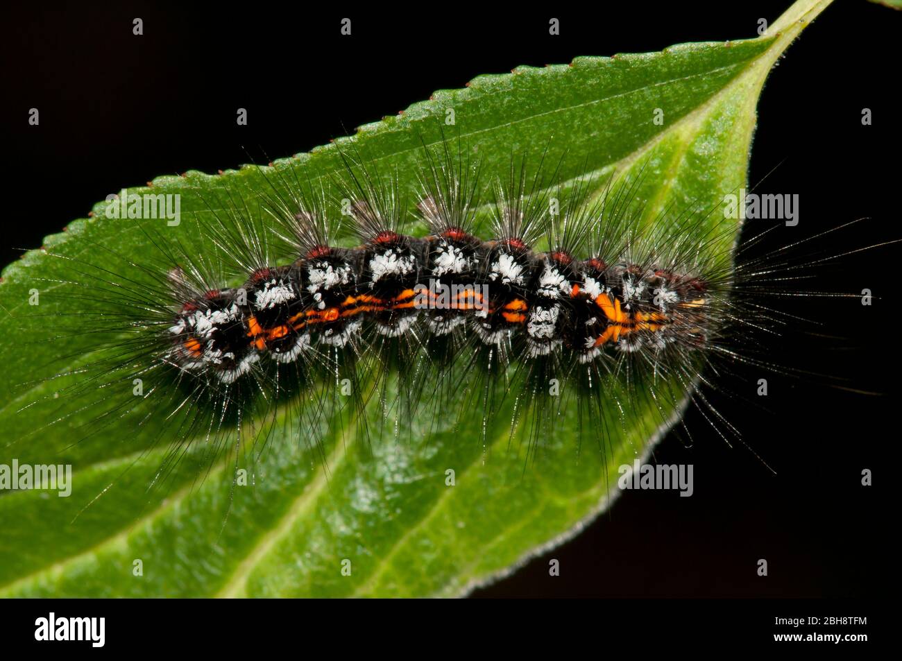 Swan Moth, caterpillar, Swfrageidus similis, seduta a foglia, Baviera, Germania Foto Stock