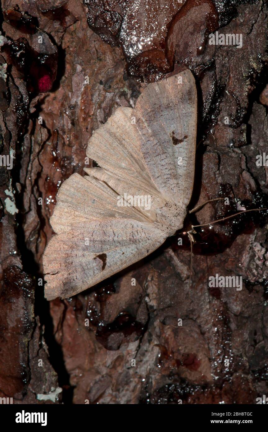 Media Geometer Moth, Geometridae, seduta su corteccia di albero, Baviera, Germania Foto Stock