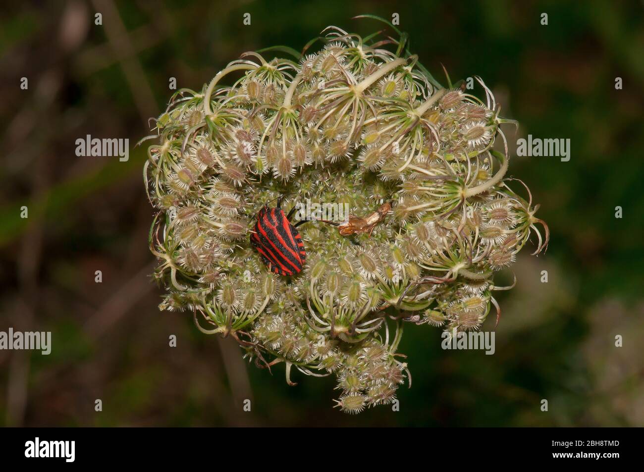 Bug scudo, Graphosoma lineatum, accoppiamento, Baviera, Germania Foto Stock