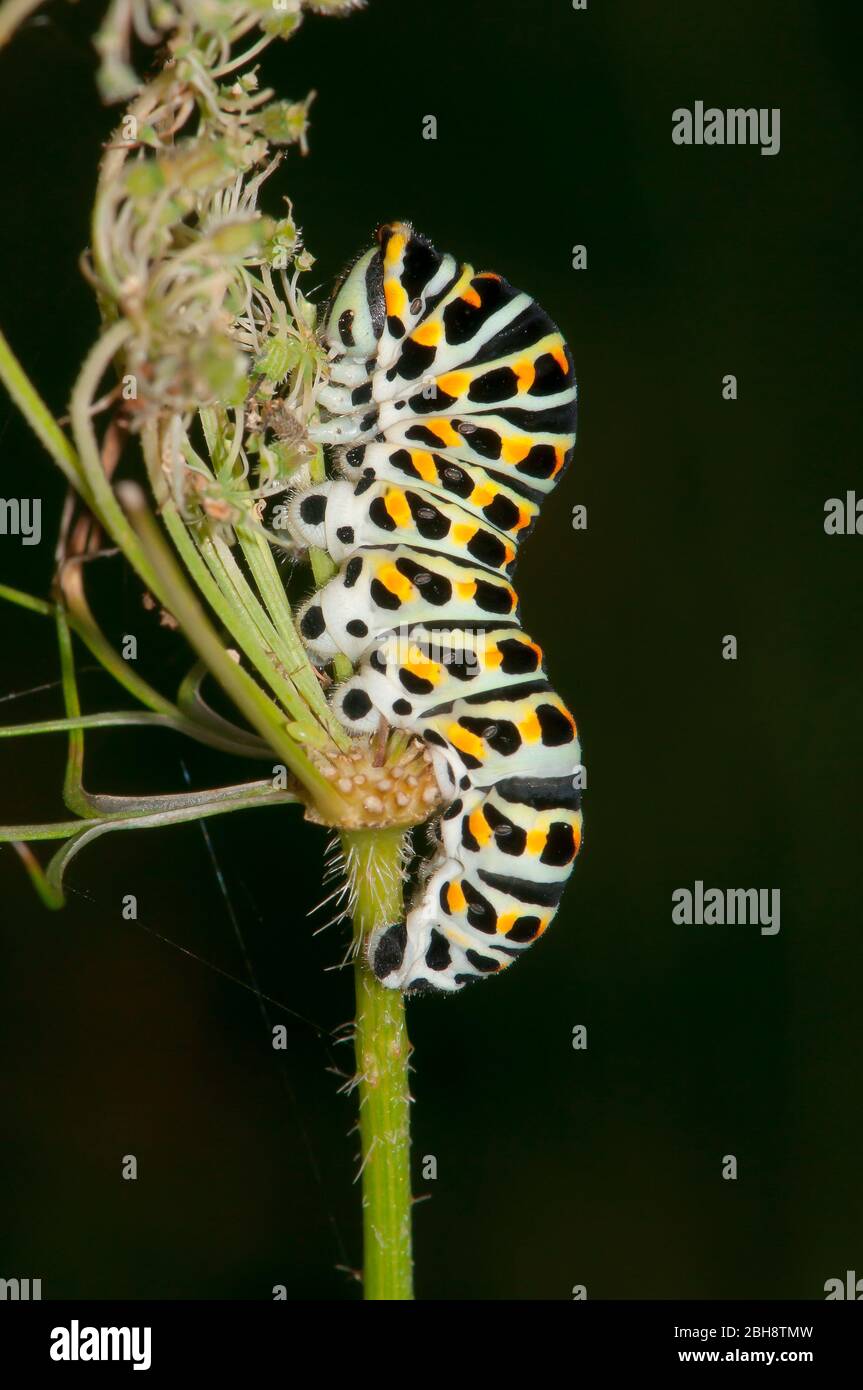 Bruco del vecchio mondo a coda di rondine, Papilio machaon, su fiore umbel, Baviera, Germania Foto Stock