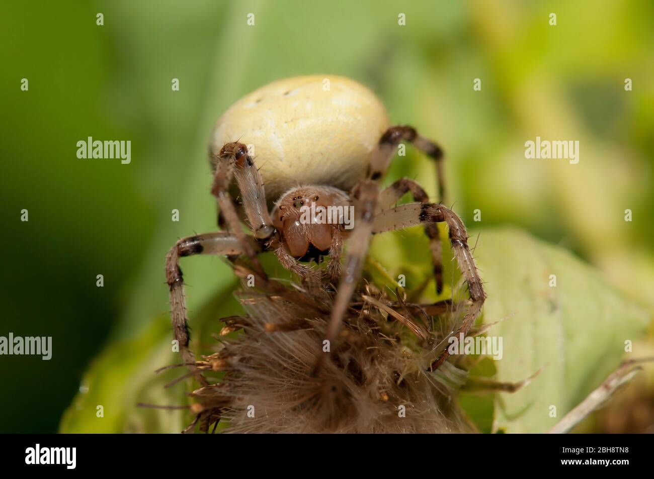 Tessere di Orb-weaver a quattro punti, Araneus quadratus, su un fiore del thistle, che si aggirano sulla preda, Baviera, Germania Foto Stock