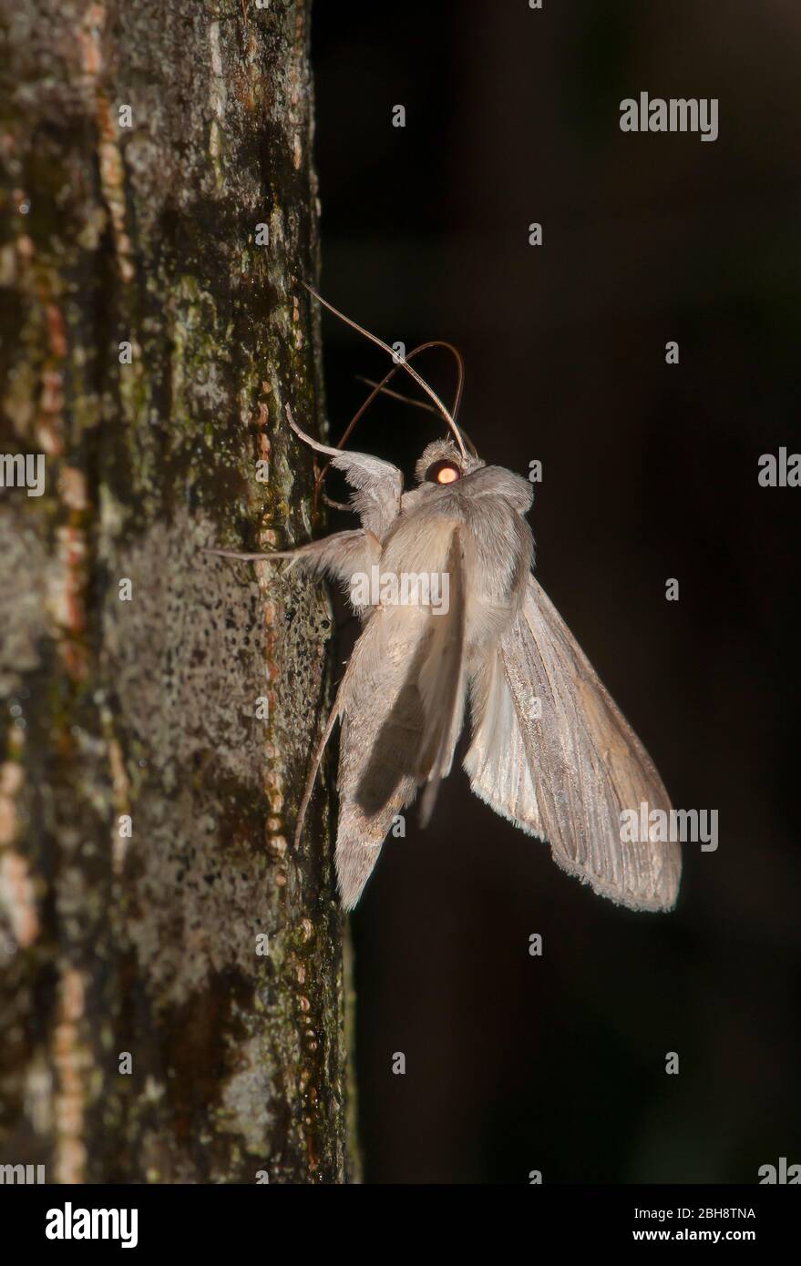 La falce di squalo, la Cucullia umbratica, seduta sulla corteccia dell'albero, succhiando sull'esca, Baviera, Germania Foto Stock