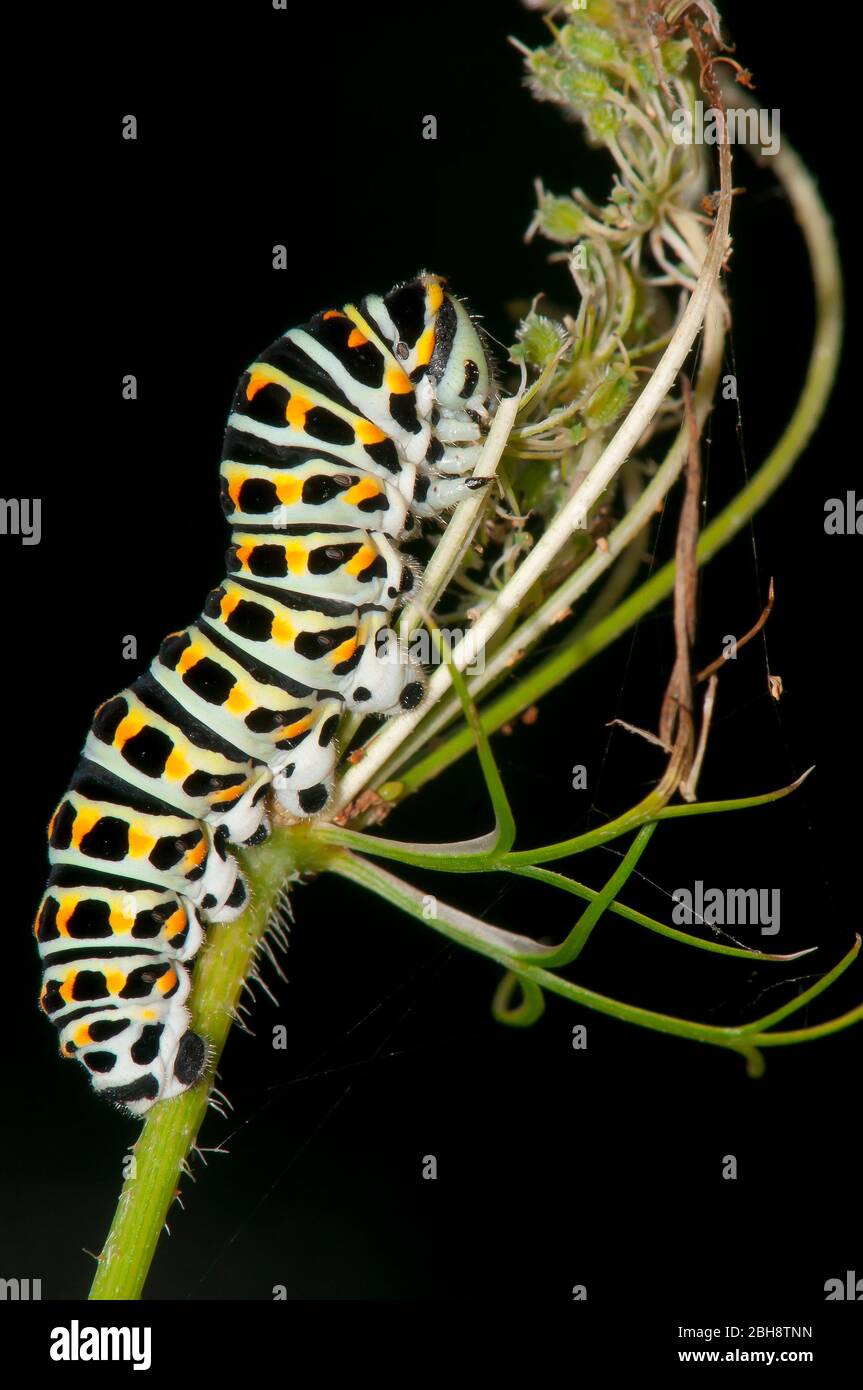 Bruco del vecchio mondo a coda di rondine, Papilio machaon, su fiore umbel, Baviera, Germania Foto Stock