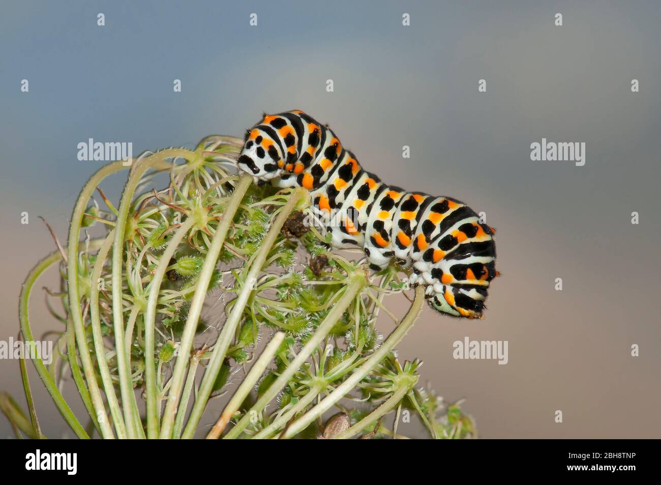 Bruco del vecchio mondo a coda di rondine, Papilio machaon, su fiore umbel, Baviera, Germania Foto Stock