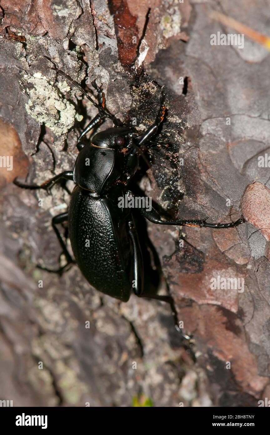 Beetle, Carabus coriaceus, strisciante su corteccia di pino, Baviera, Germania Foto Stock