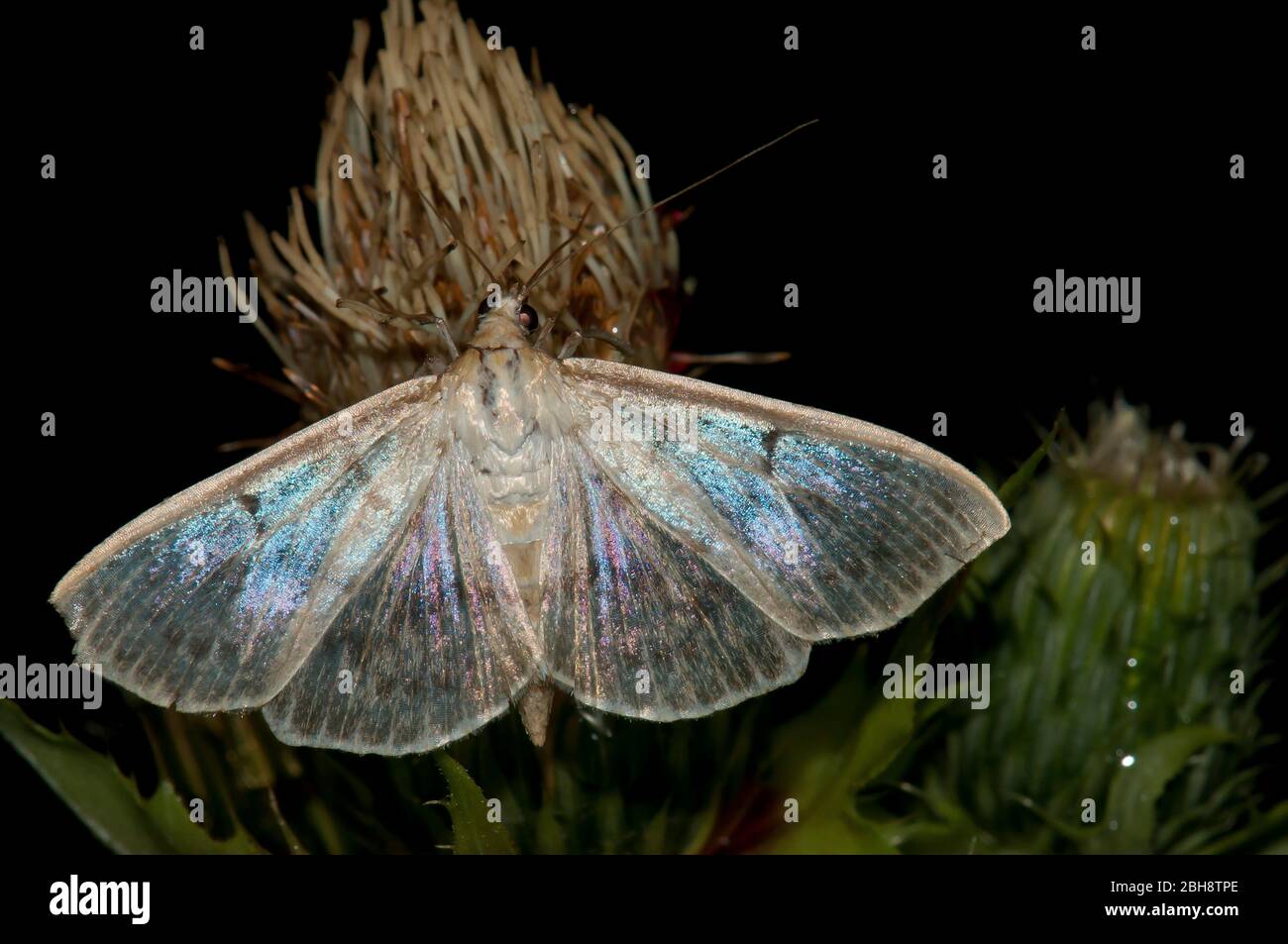 Pleuroptya ruralis, seduta su fiore, esca succhiante, Baviera, Germania Foto Stock