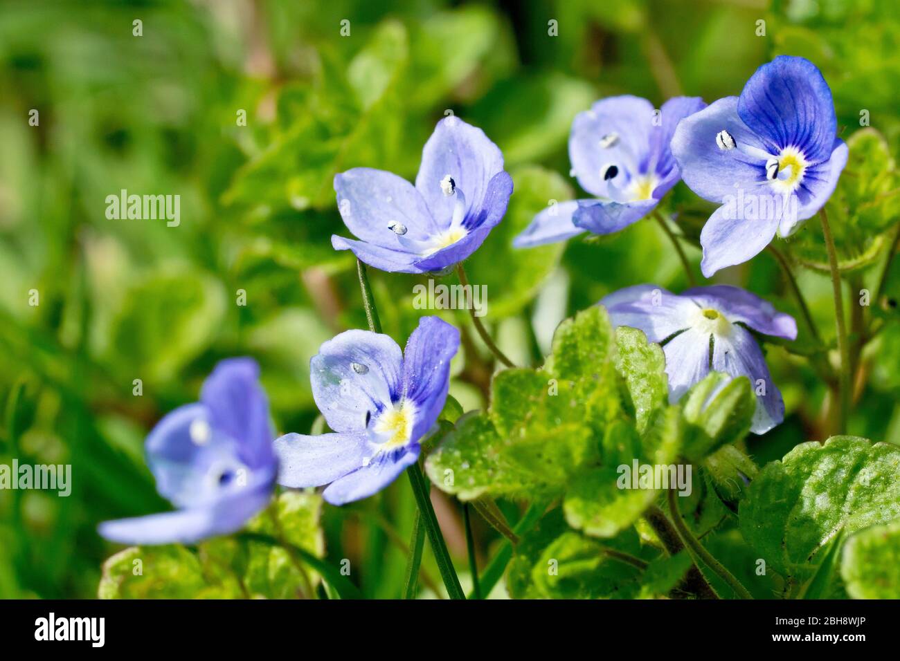 Campo-speedwell comune (veronica persica), primo piano di un grappolo dei fiori blu della pianta. Foto Stock