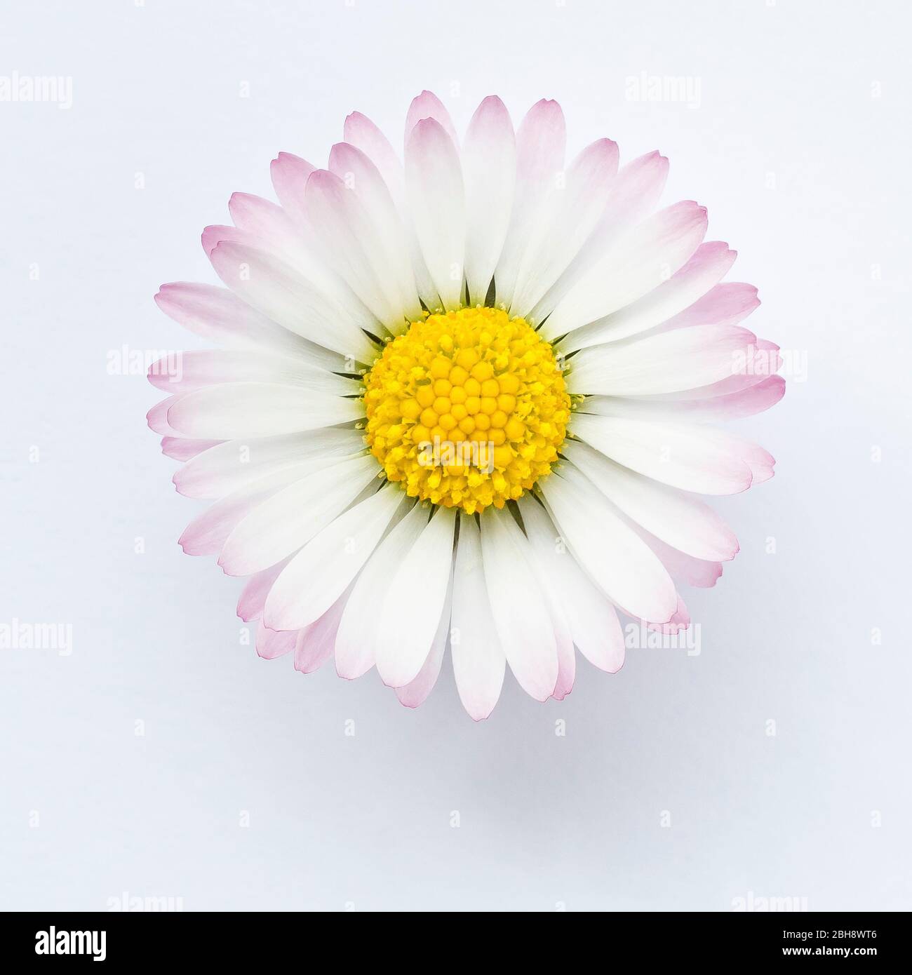 Daisy (bellis perennis), primo piano di una singola foto di fiori in luce morbida, isolato su uno sfondo bianco. Foto Stock