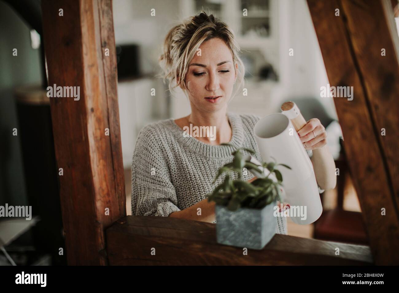 Frau gießt Zimmerpflanze Foto Stock