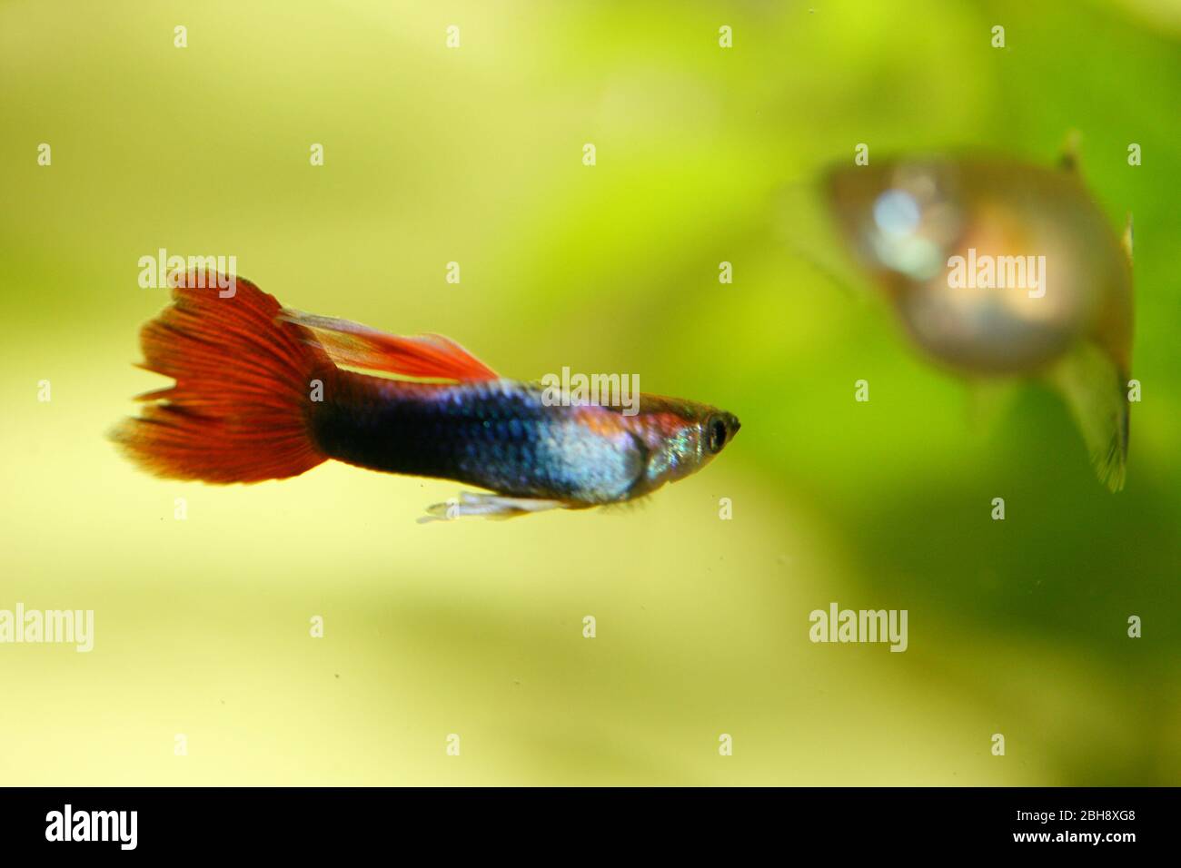 Un maschio guppy (Poecilia reticulata), un popolare acquario di acqua dolce pesce Ein männlicher Guppy, (Poecilia reticulata) ein beliebter Süßwasser-Aquarienfis Foto Stock