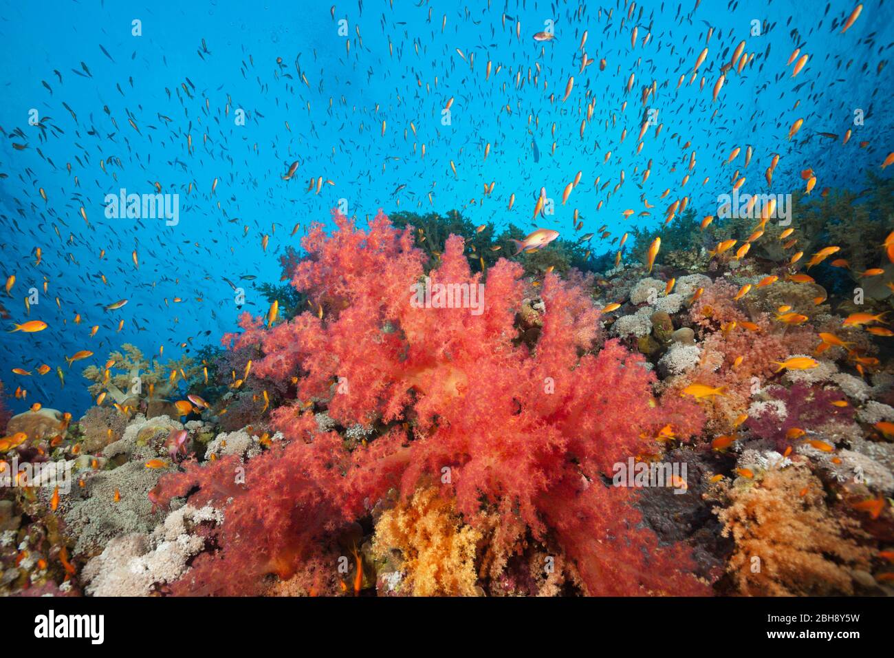 Bunte Weichkorallen, Dendronephthya sp., Brother Islands, Rotes Meer, Ägypten Foto Stock