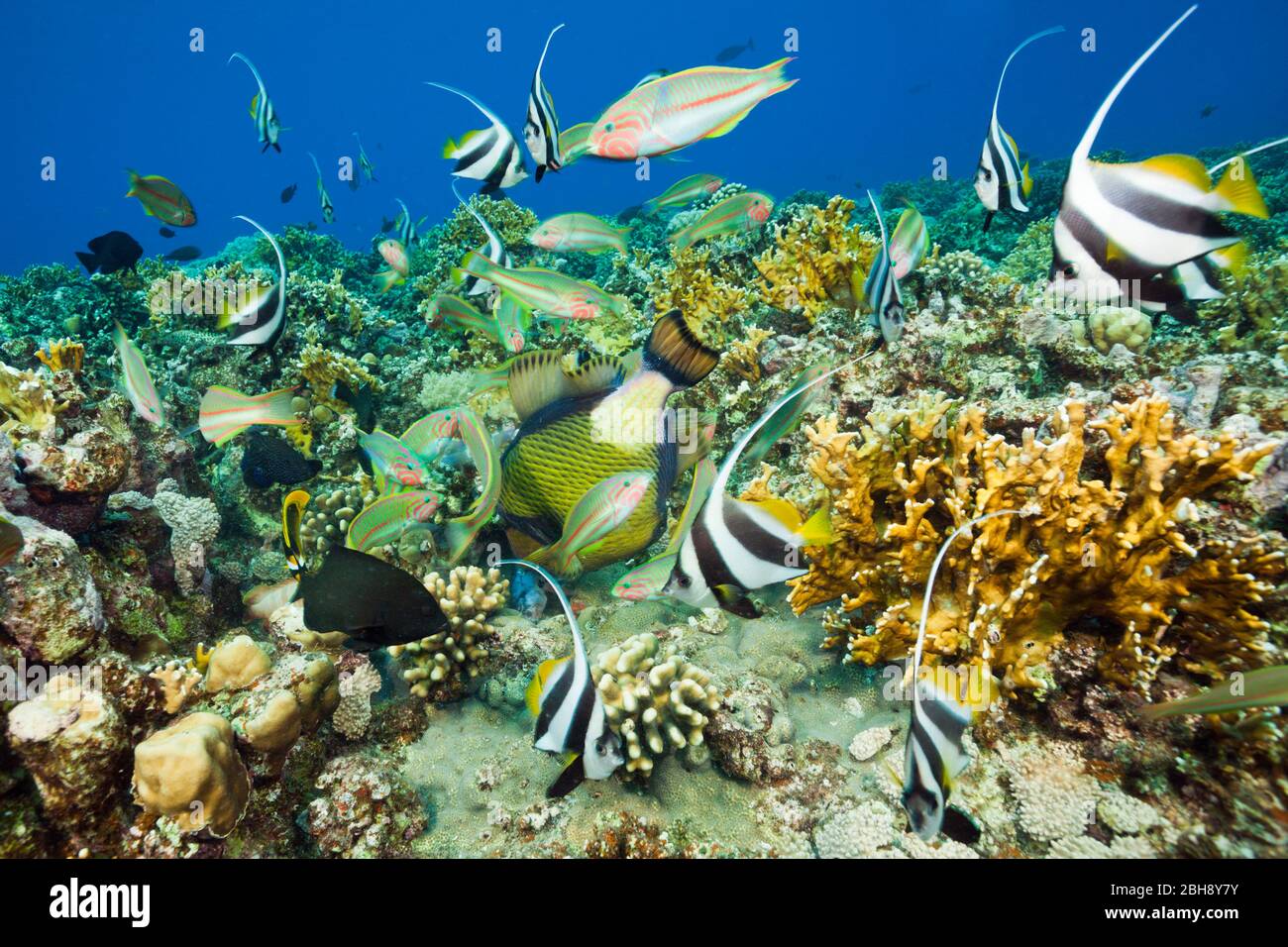 Pesci corallo alimentazione, fratello isole, Mar Rosso, Egitto Foto Stock