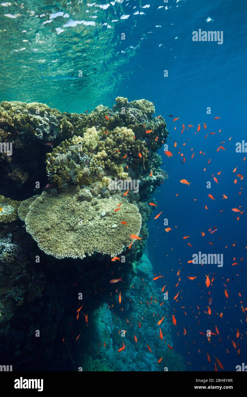 Coralli duri sulla cima della scogliera, fratello isole, Mar Rosso, Egitto Foto Stock