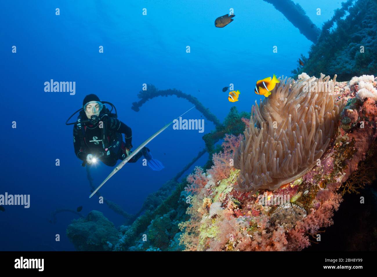 Subacqueo in immersione al relitto in Numidia, fratello isole, Mar Rosso, Egitto Foto Stock