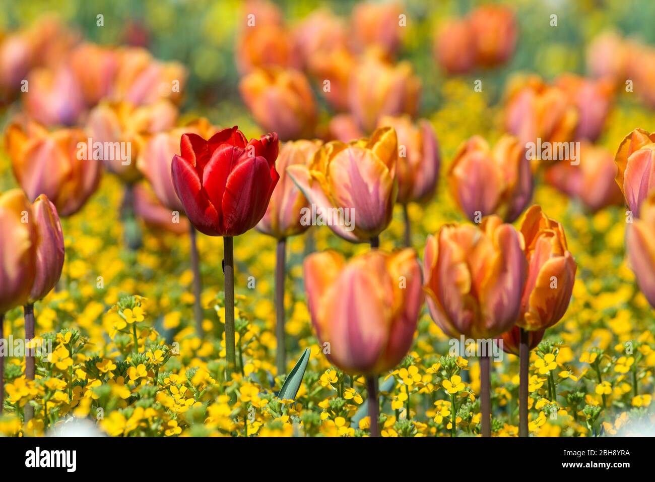 Deutschland, Baden-Württemberg, Rote Tulpe zwischen gelb-rosa Tulpen Foto Stock